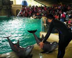The dolphins and sea lion show is the main attraction of the park. The dolphins are so friendly and allow the visitors to pet them.